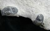 Anetoceras Ammonite With Trilobite Heads #10879-1